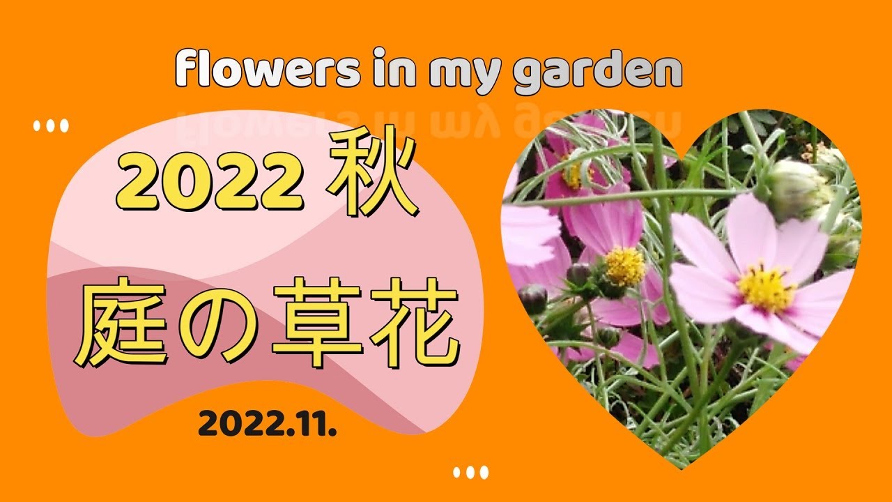 2022 | 庭の草花 | 秋 | Flowers in my garden
