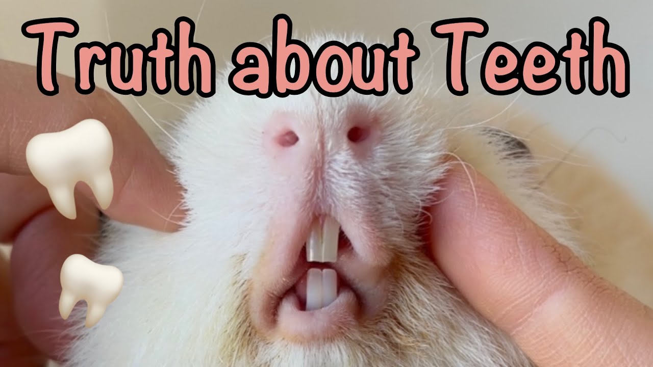 Talking About Teeth! Everything you need to know about the teeth of guinea pig