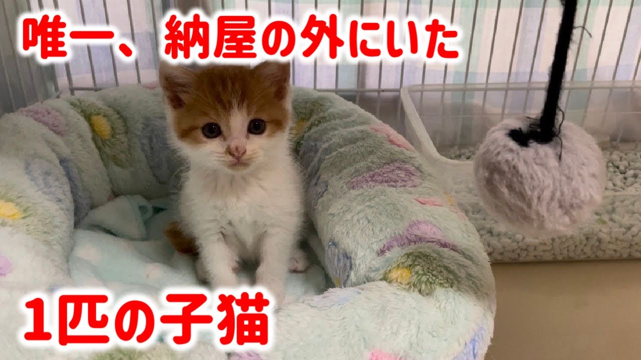 納屋外にいた唯一の生き残りの子猫を保護したら食べ方が野生児だった