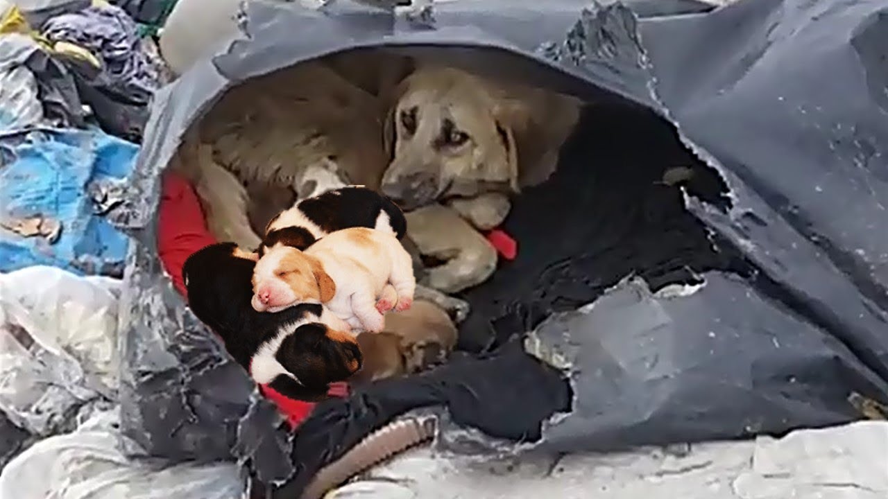 Rescue Dog | Heartbreaking For Wild Dogs Family Make Emotional, Inspiring Will Melt Your Heart