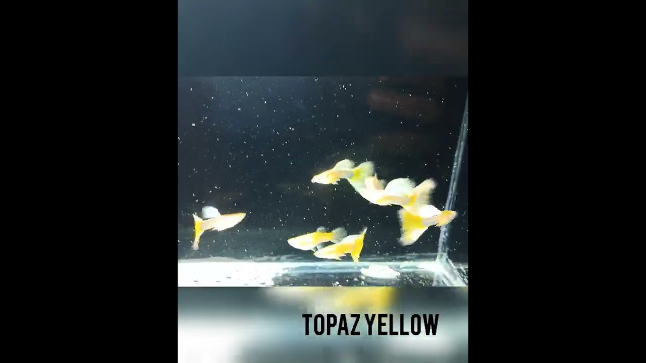 Topaz Yellow