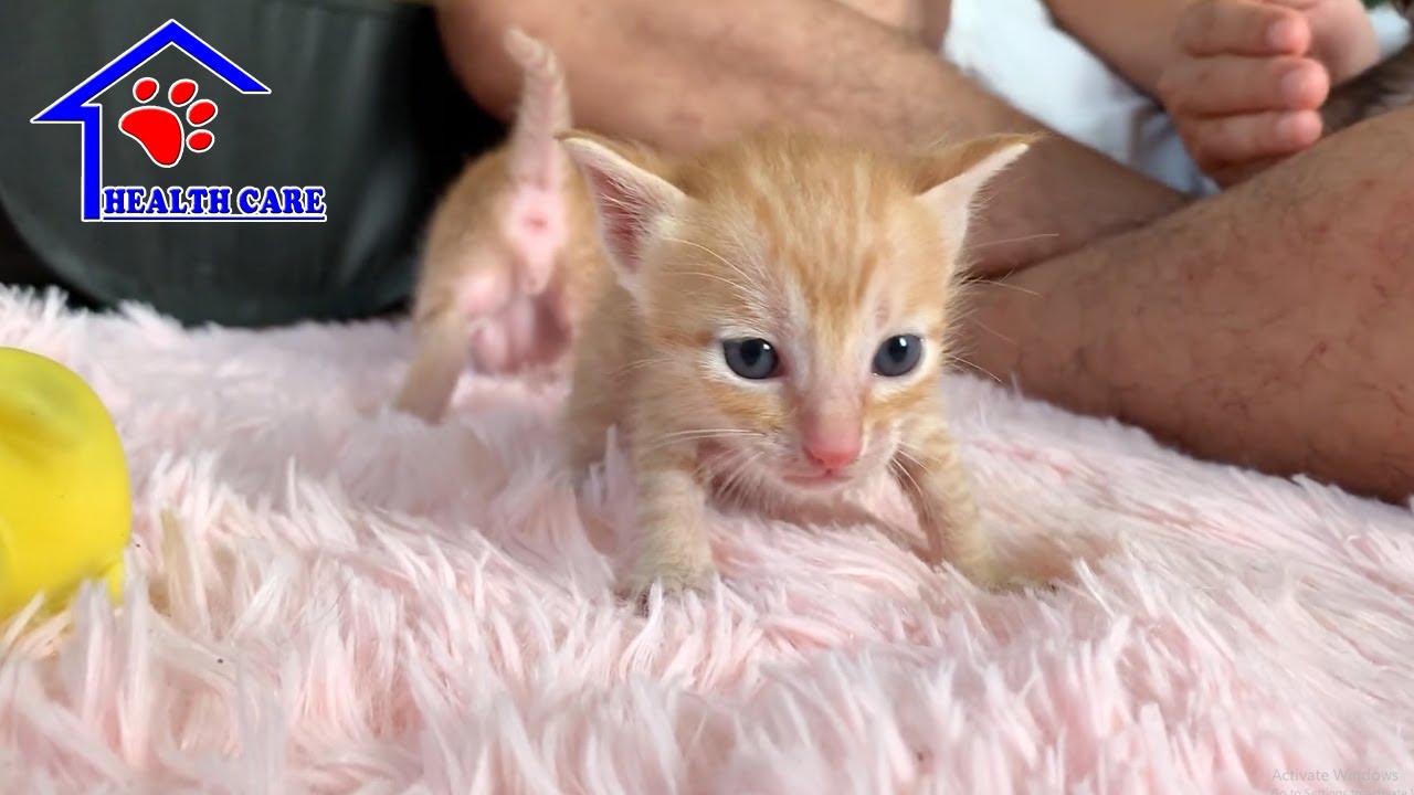 Cutest Baby Little kitten try to learn walking &ndash; Day 23 kitten learning