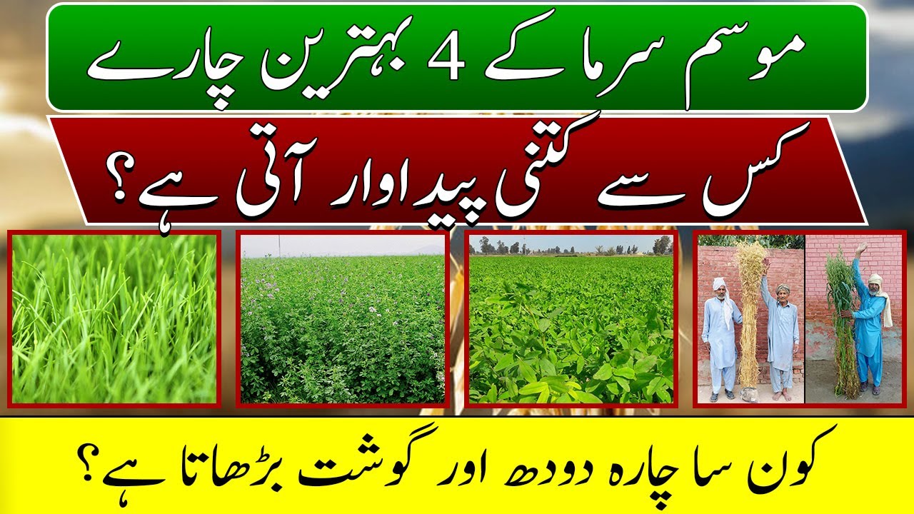 Jumbo Jawa pure seed| Best winter fodder options| different winter fodders for different areas