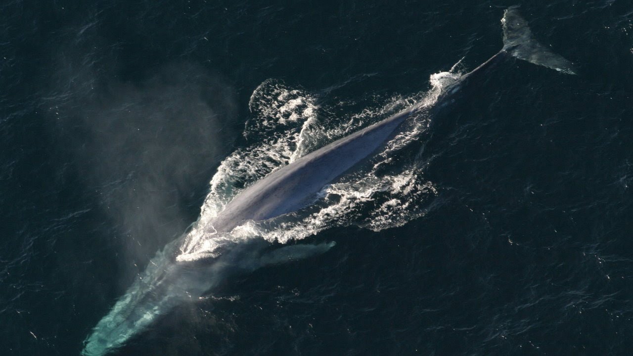 Blue whale. Biology. Spoken article. From Wikipedia, the free encyclopedia