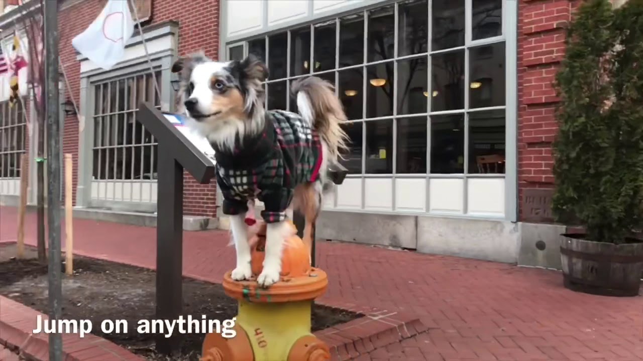 Trick Training with Mini Australian Shepherd