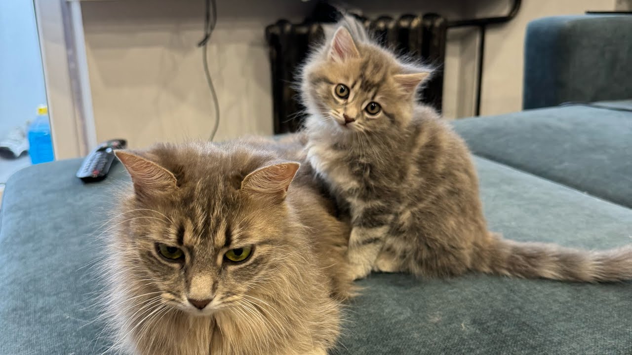 Придумали новую игру! Достань мячик 😁 #cat #веселыекоты #прикольныекоты #красиваякошка #милота 