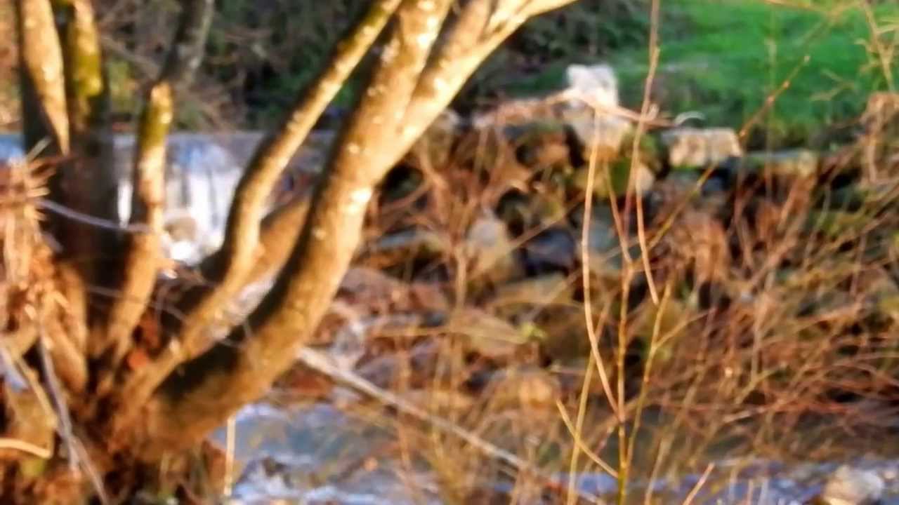 Rio Crís - Ribeira Monho de Veia