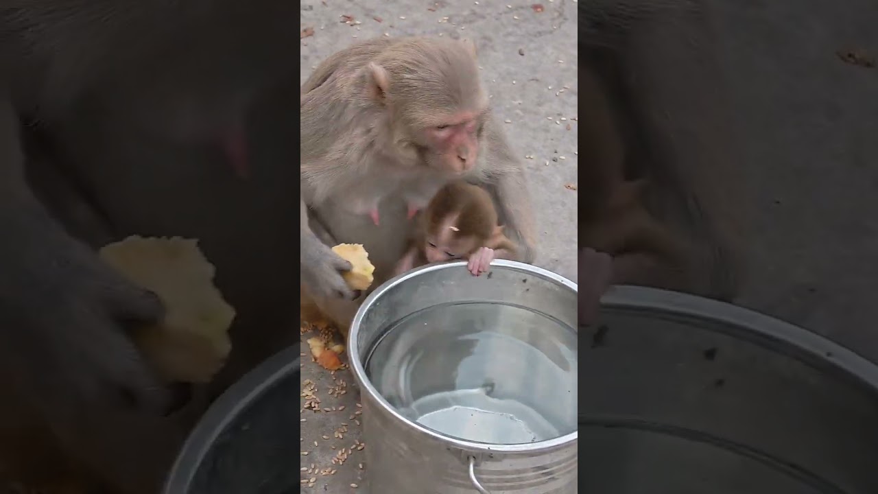 19/03/26 शाम Live वानर सेना प्रसादी की झलकियां #shortvideo #viralvideo #cutemonkey #sanatan #hindu