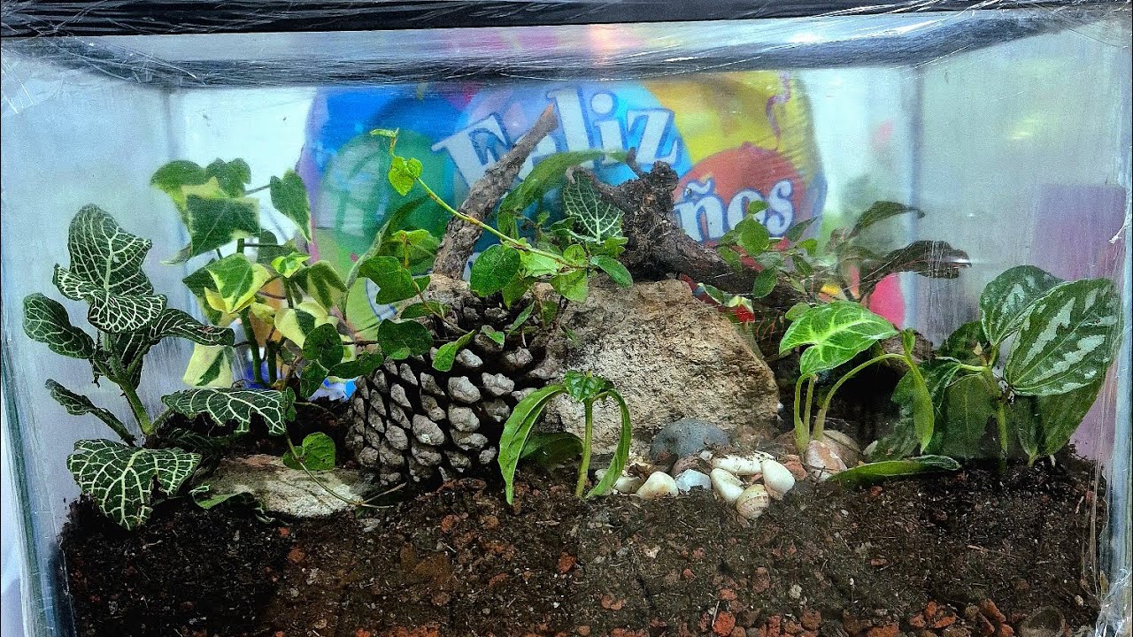como hacer un terrario  eterno en una pecera