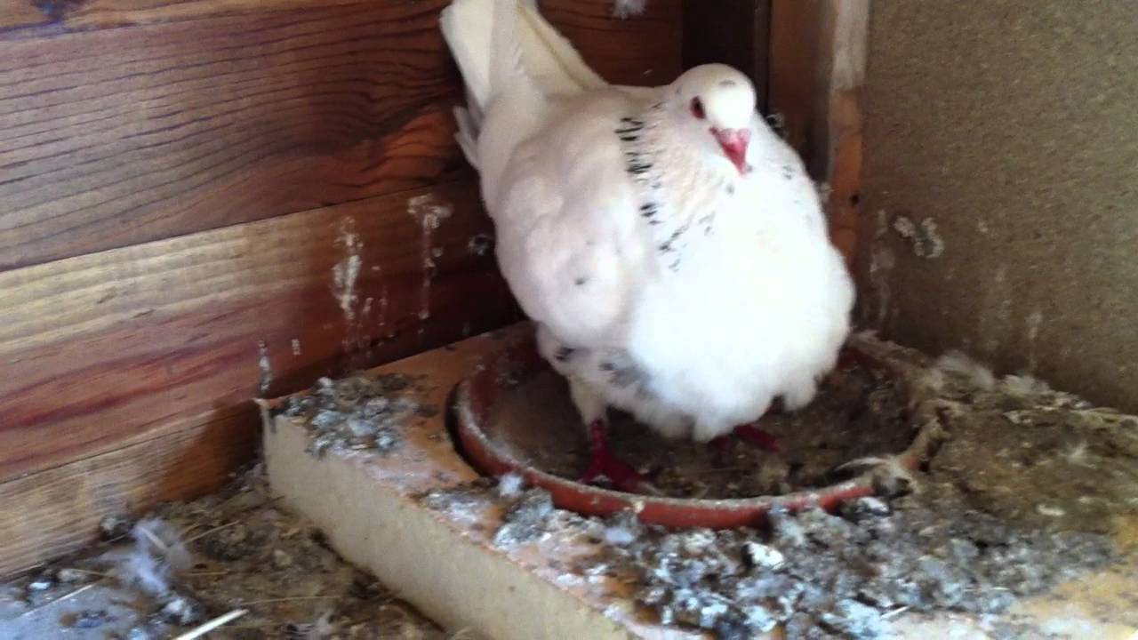 Pigeons Texan.MOV