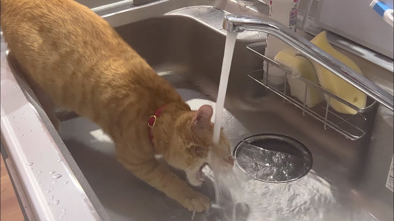 水飲もうとずぶ濡れになる不器用な茶トラ猫がこちらです
