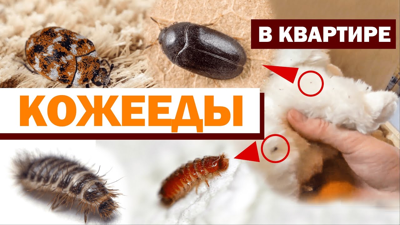 КОЖЕЕДЫ В КВАРТИРЕ: откуда берутся, чем опасны и как от них избавиться