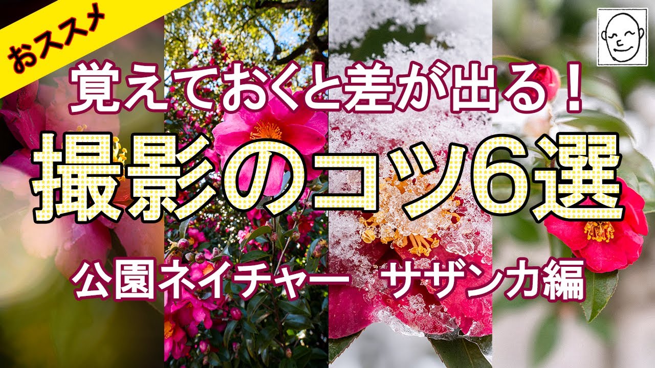 【写真撮影・上達】覚えておくと差が出る！撮影のコツ おススメ６選！公園ネイチャー サザンカ編　レタッチ＆プリントもあるよ！