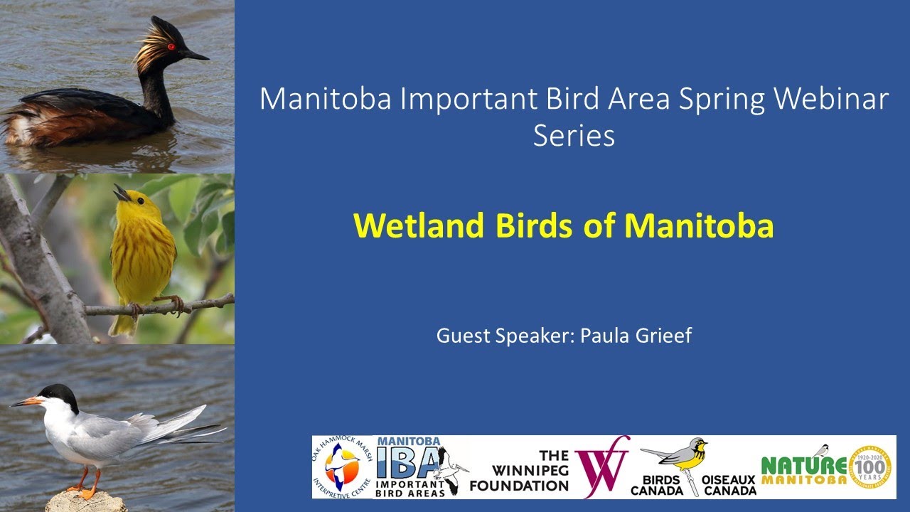 Manitoba Prairie Wetland Birds Identification Webinar