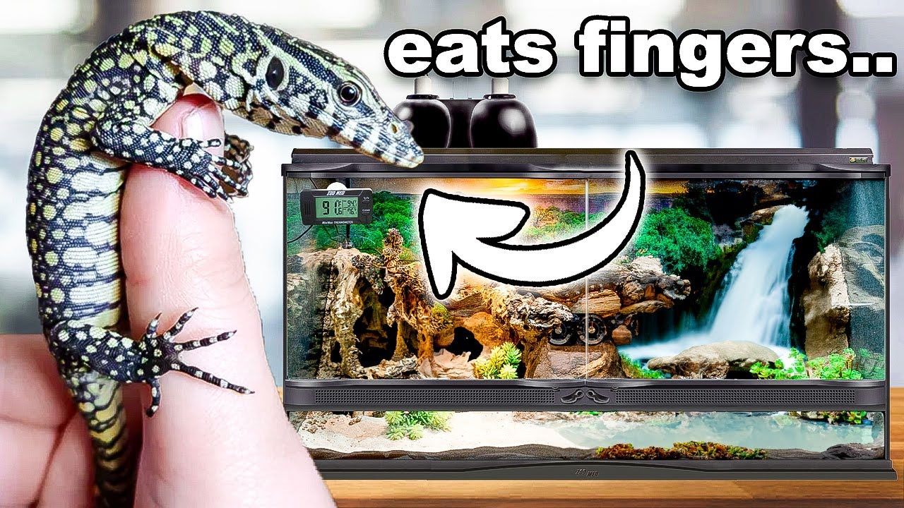 This Is The Meanest Lizard On Earth ( Don't Get One!! )