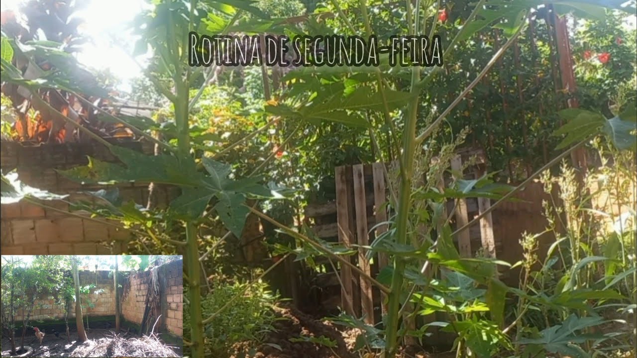 Iniciando a semana mudando os pé de mamão 