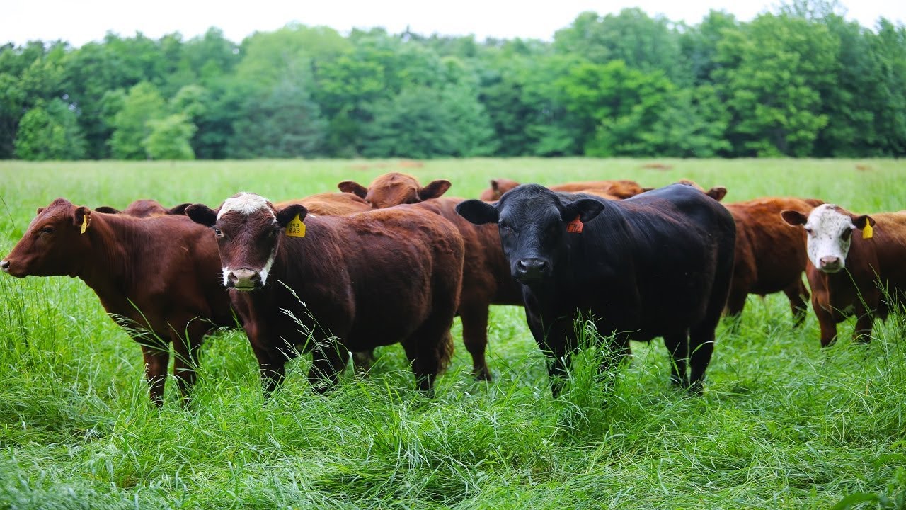 Strip Grazing Cattle on Stockpiled Forage