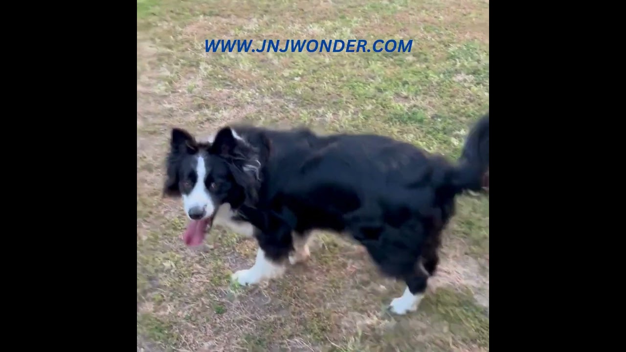 High-Flying Happiness: No-Cage Dog Boarding | JNJWONDER