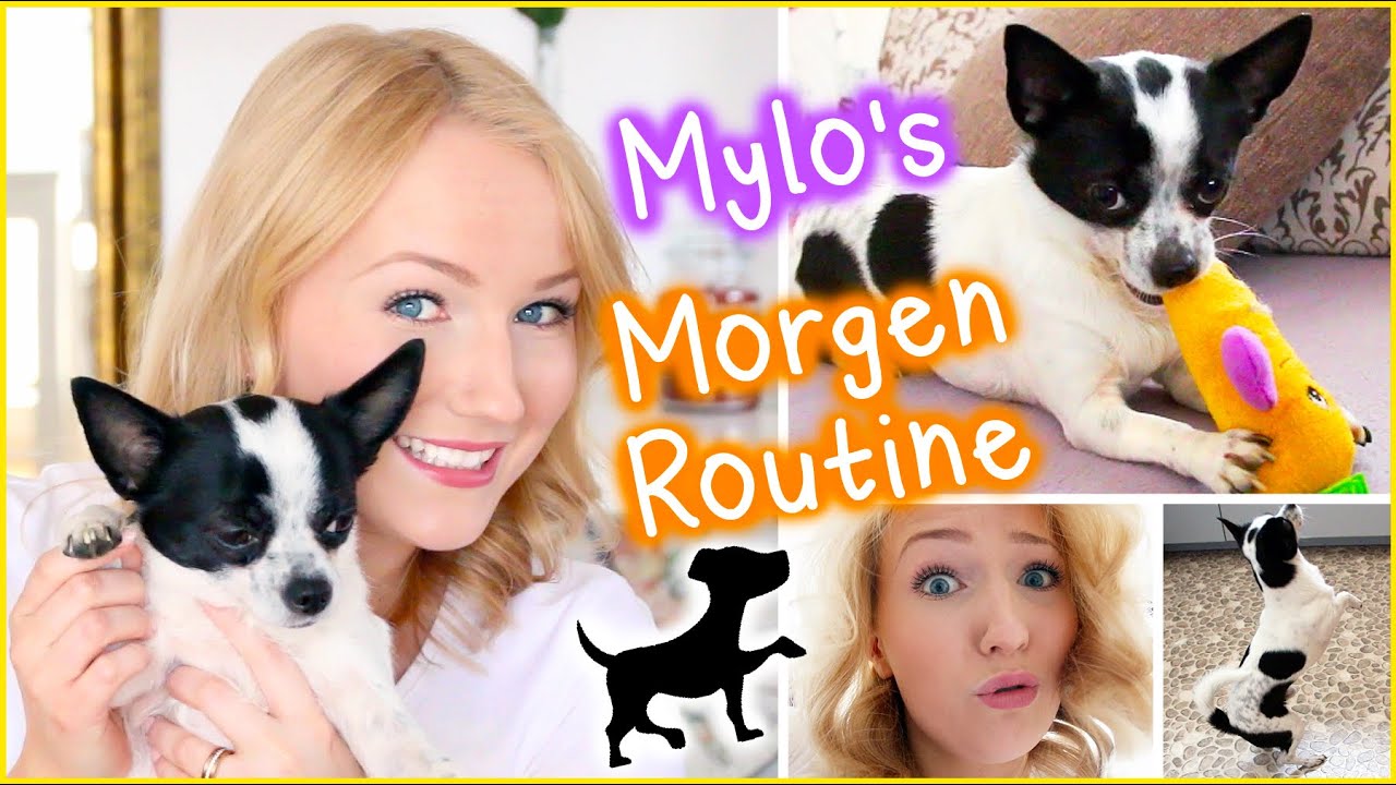 Mylo's Morgenroutine! 🐶 😂