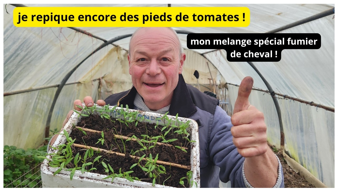 Mon mélange fumier de cheval pour mes tomates  🍅  !