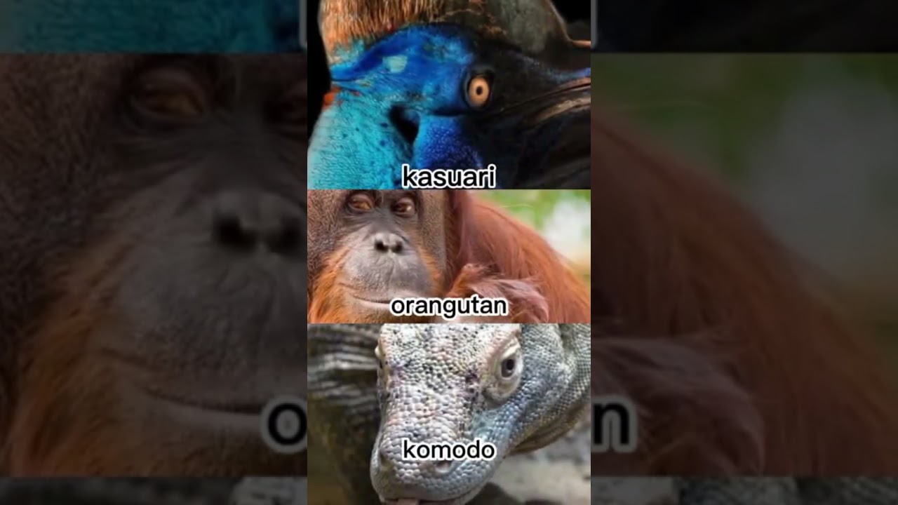 ANIMALS ENDEMIC #shorts #animals #endemic #endemicbirds
