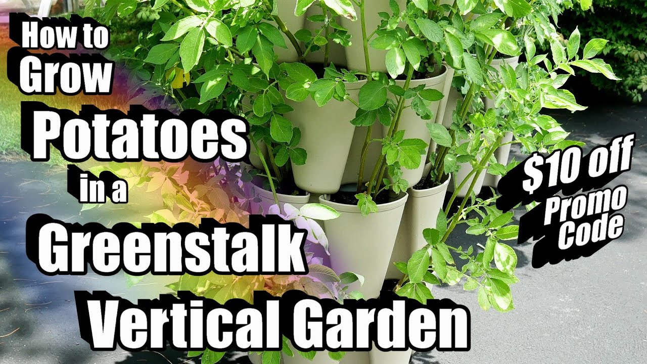How to Grow Potatoes in a Greenstalk Vertical Garden, Plant, Care, Problems, Harvest!Grow Vertically