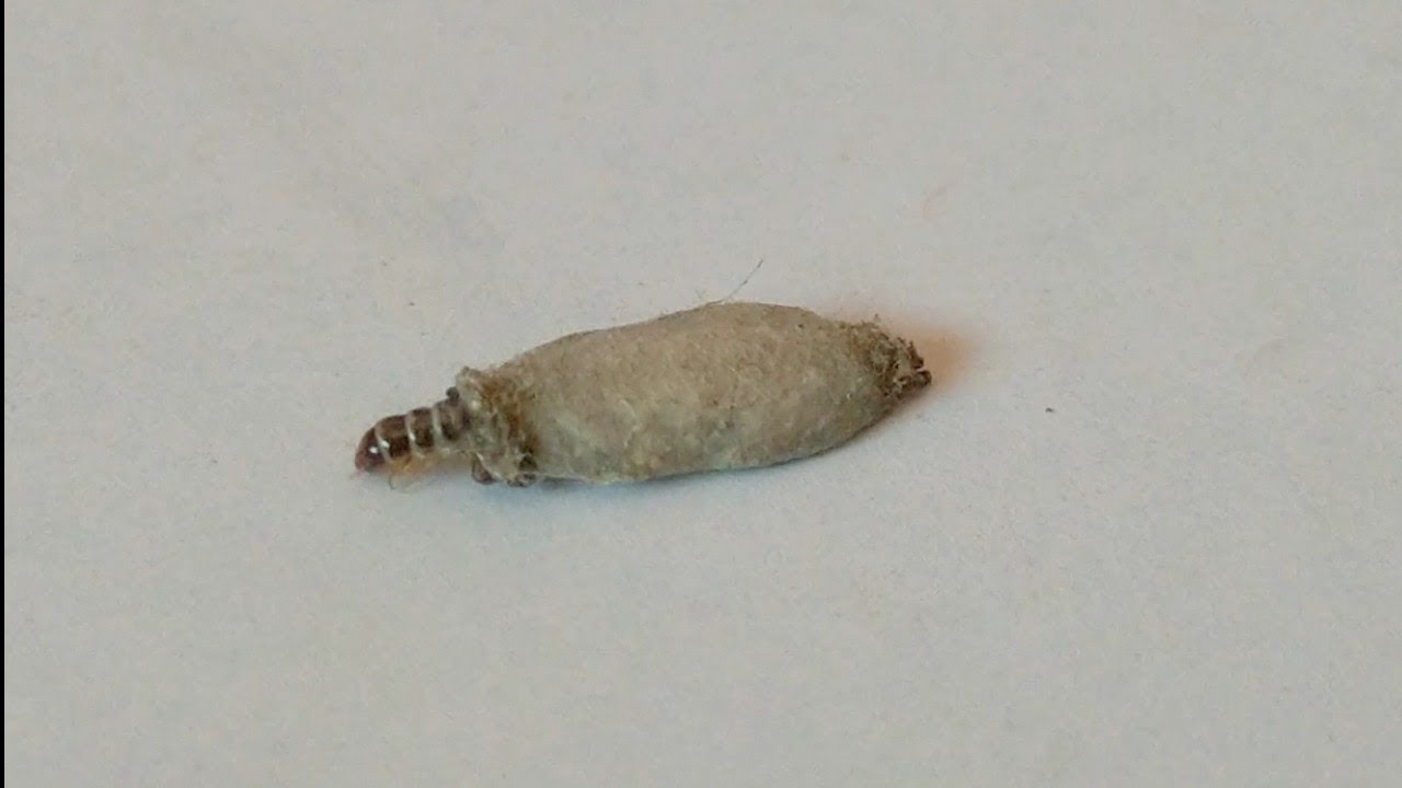 Seen on walls! Case-bearing Cloth Moth larvae [Tineola pellionella (L.)]