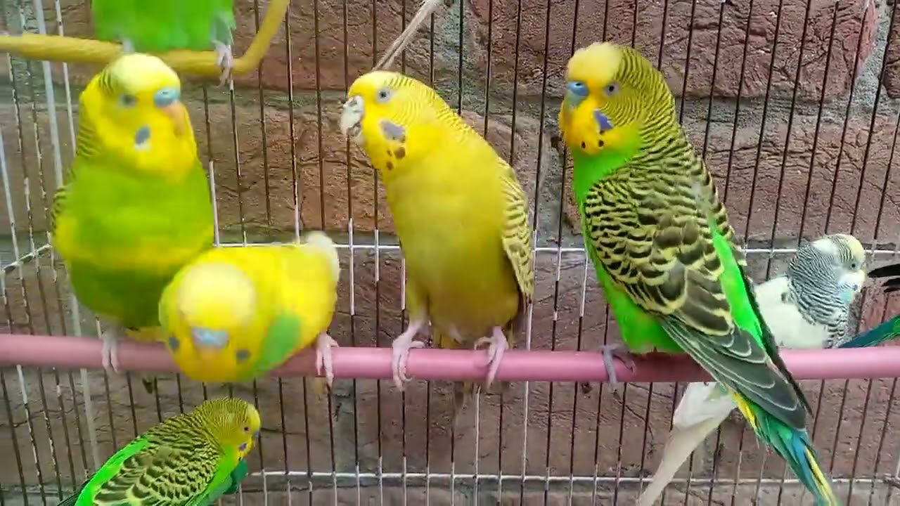 Australian beautiful bird's sounds 