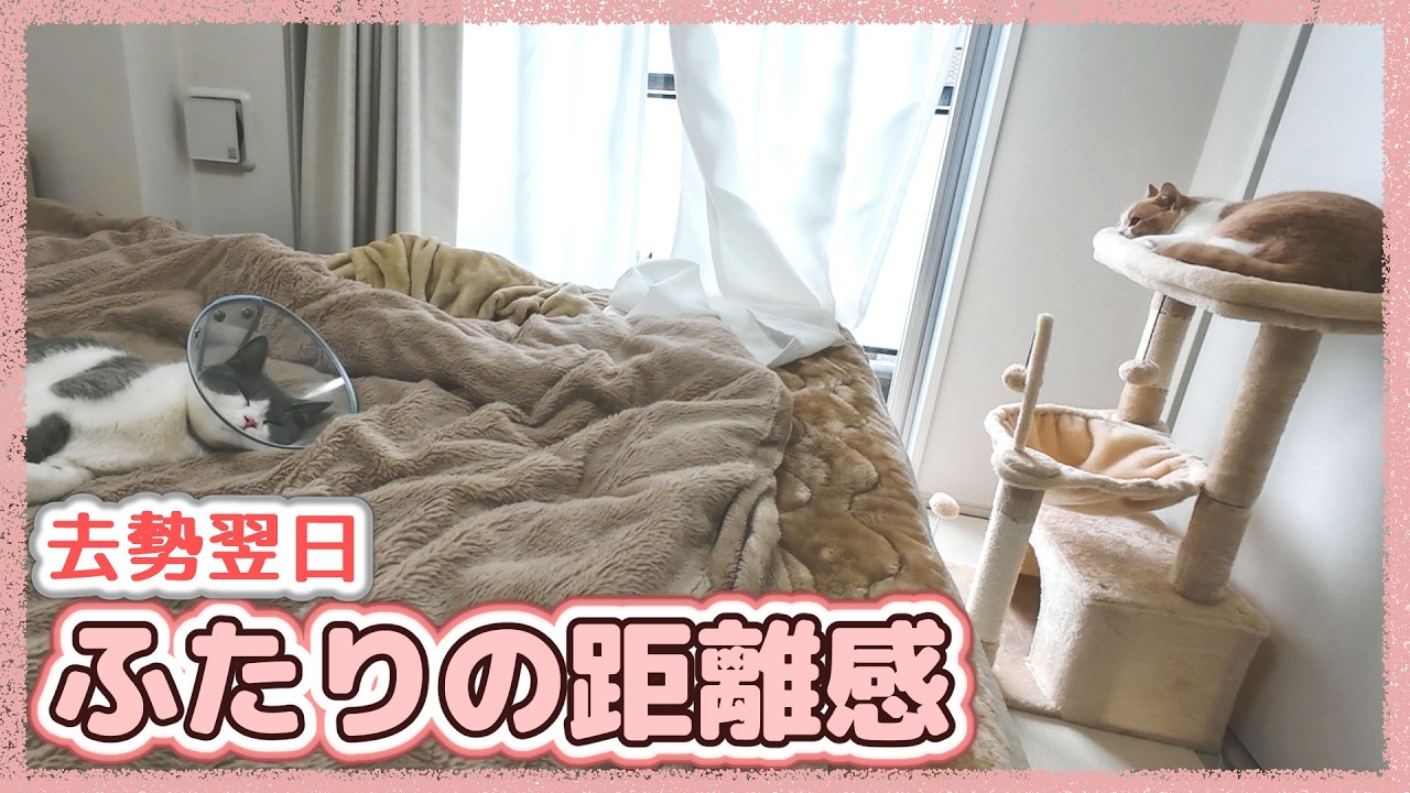 去勢して帰ってきたら同居猫に初対面扱いされた翌日