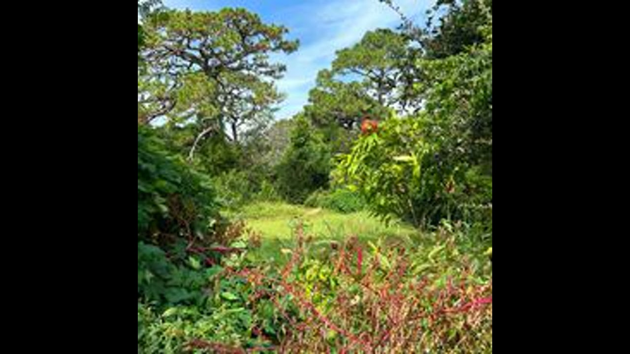 Tampa Bay community gardens with the Coalition of Community Gardens