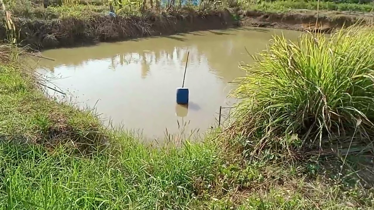 พามาดูไร่ดาวเรืองกเษตรชาวบ้านหัวสนาม