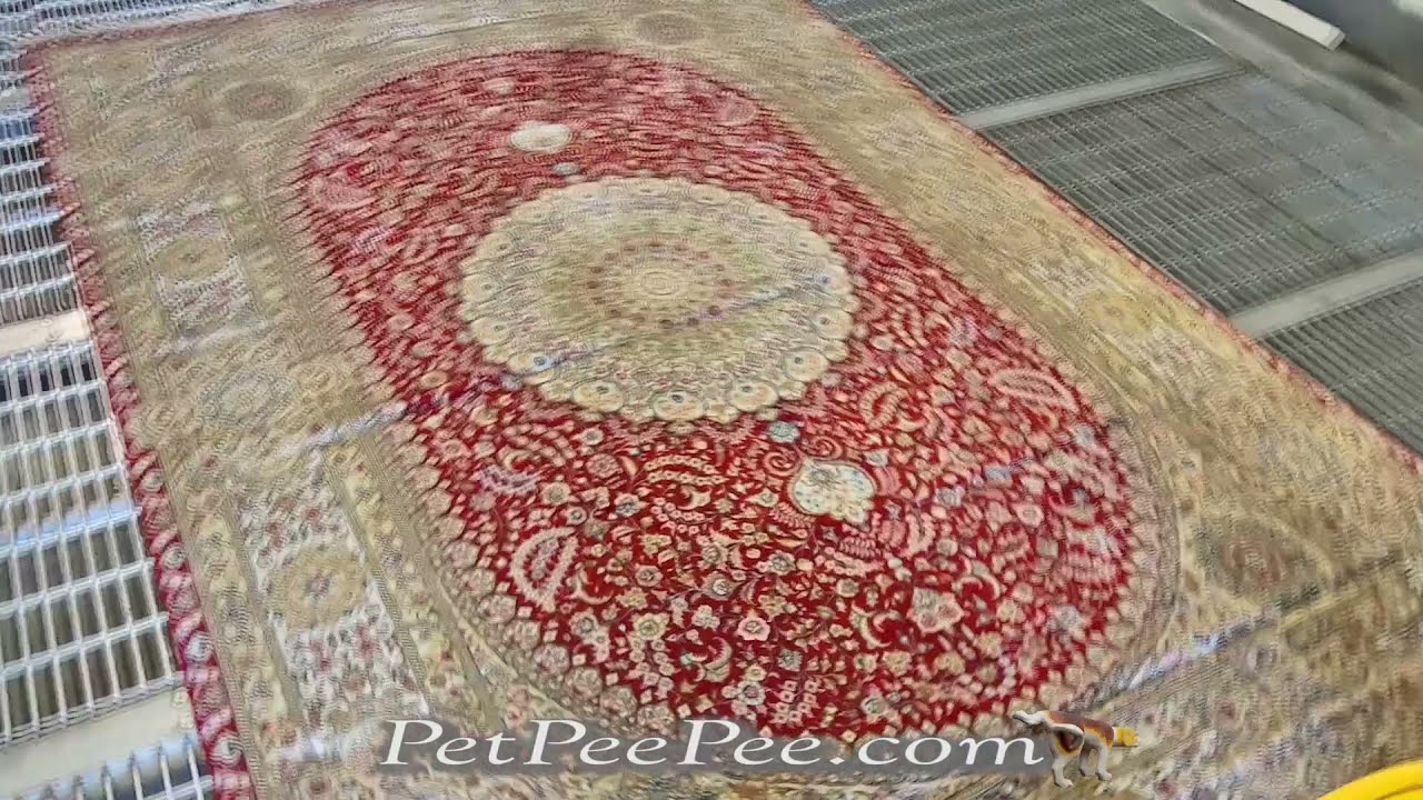 Cleaning a Silk Oriental Carpet from Urine Odor & Stains | By PetPeePee Company
