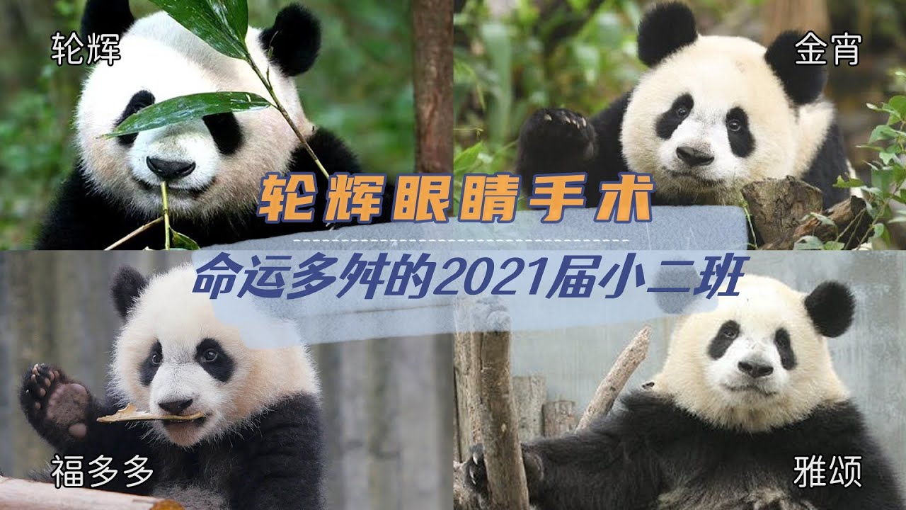 轮辉眼睛手术，宝新离去之痛还未结束。2021届小二班的小熊们怎么了？一起来关心金宵、轮辉、雅颂和福多多