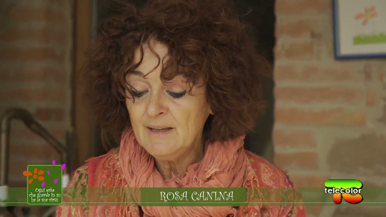 Ogni erba che guarda in su ha la sua vitù - ROSA CANINA