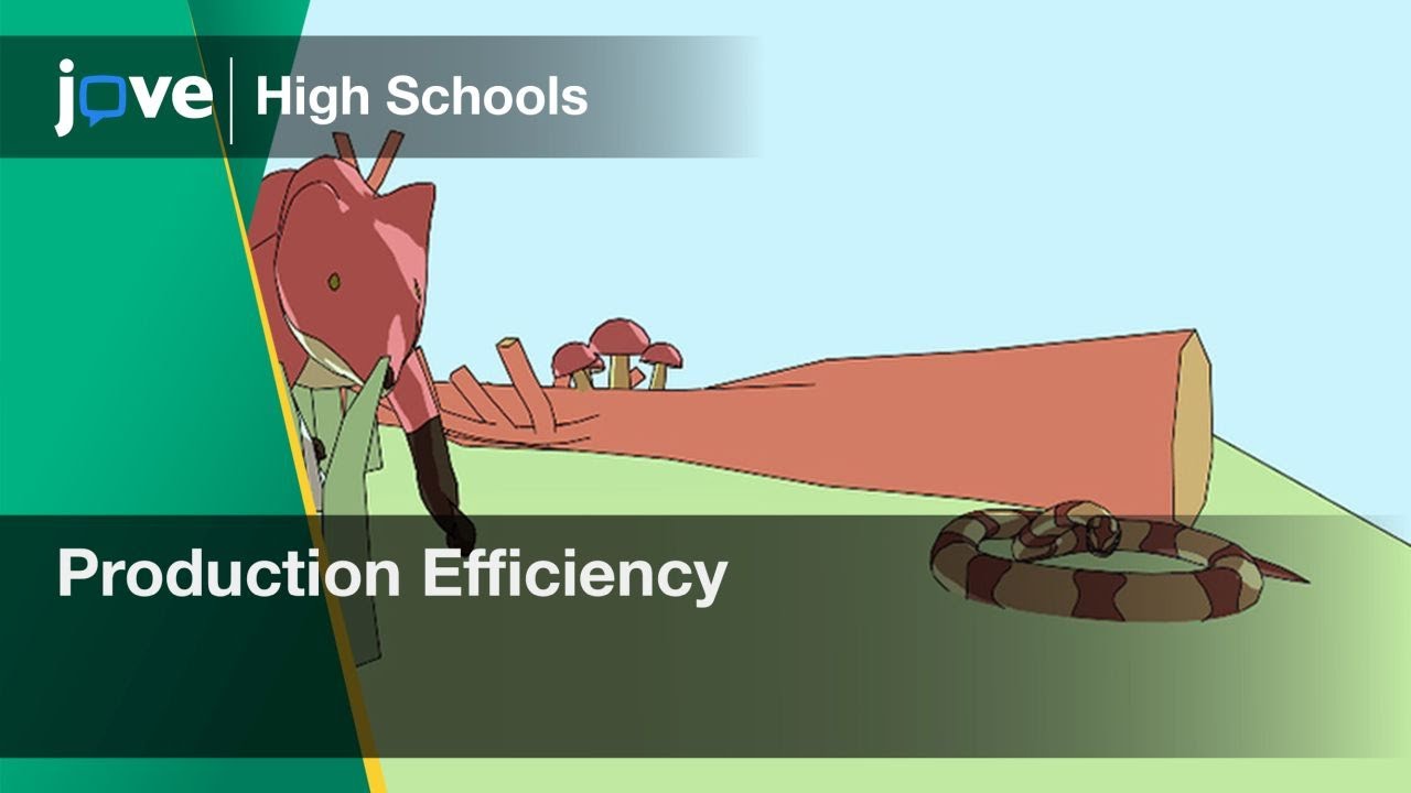Production Efficiency | Bio | Video Textbooks - Preview