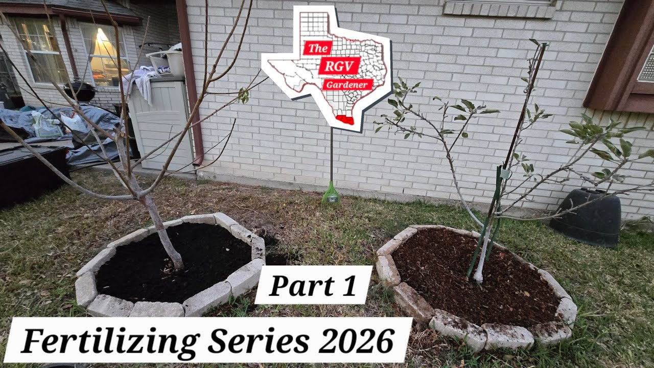 Fertilizing Series Part 1.  Fertilizing Four In-Ground Trees 🌳 || The RGV Gardener 