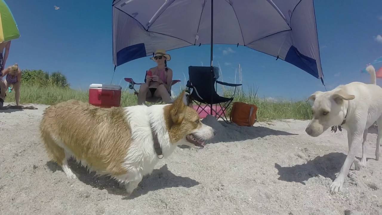 Fort De Soto Park's Dog Beach
