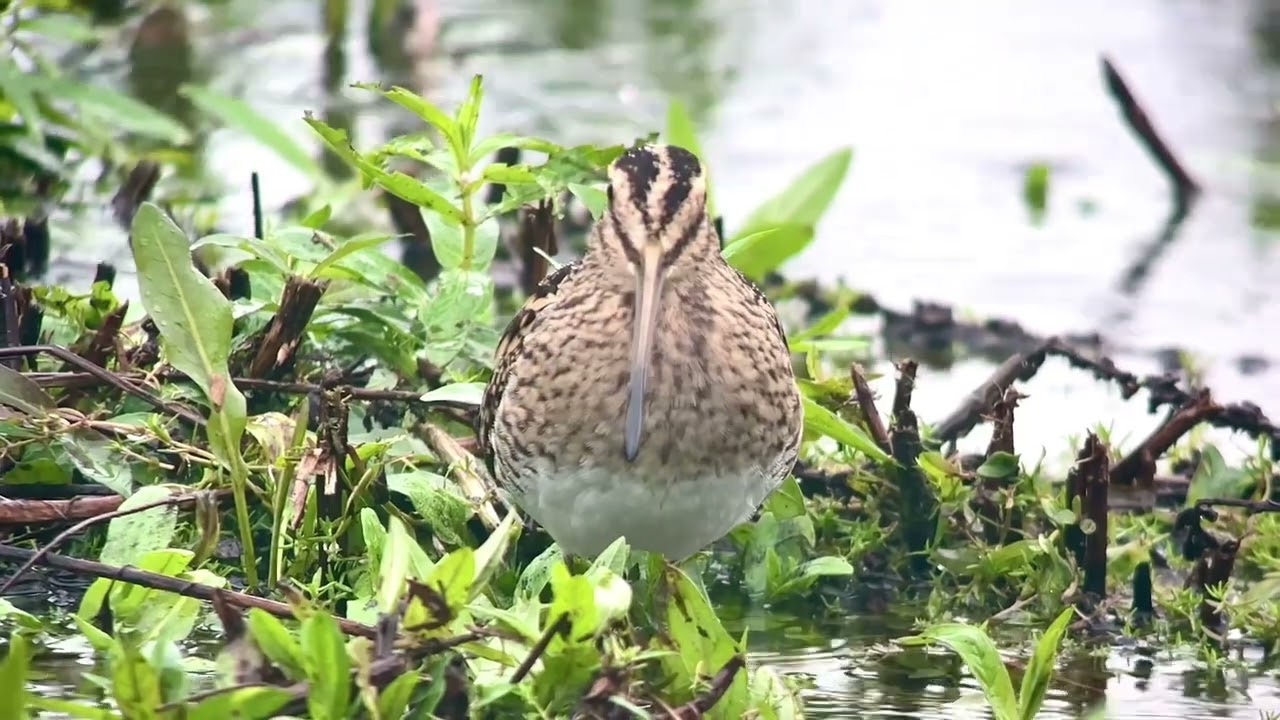 Bécassine des marais, Snipe, Marais de Bonnance, novembre 2023