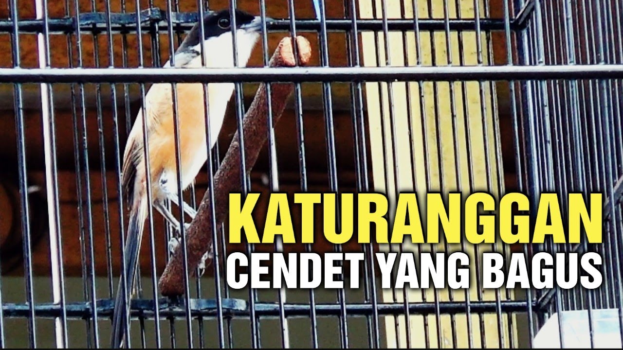 Ciri ciri fisik burung cendet yang bagus