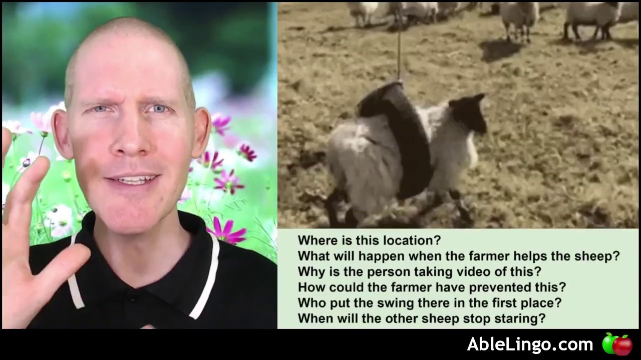 🍎 Sheep Swing | Video Analysis | Examine & Answer Questions