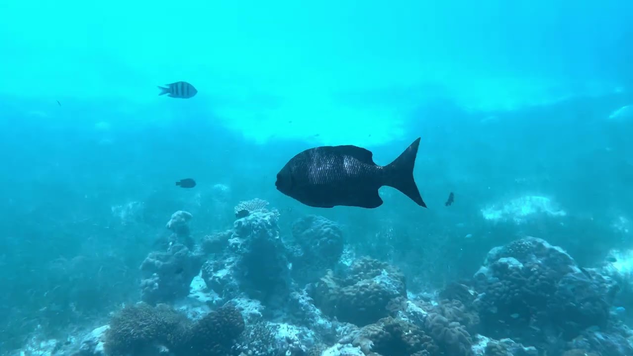 Atmosphere Kanifushi Maldives Snorkeling