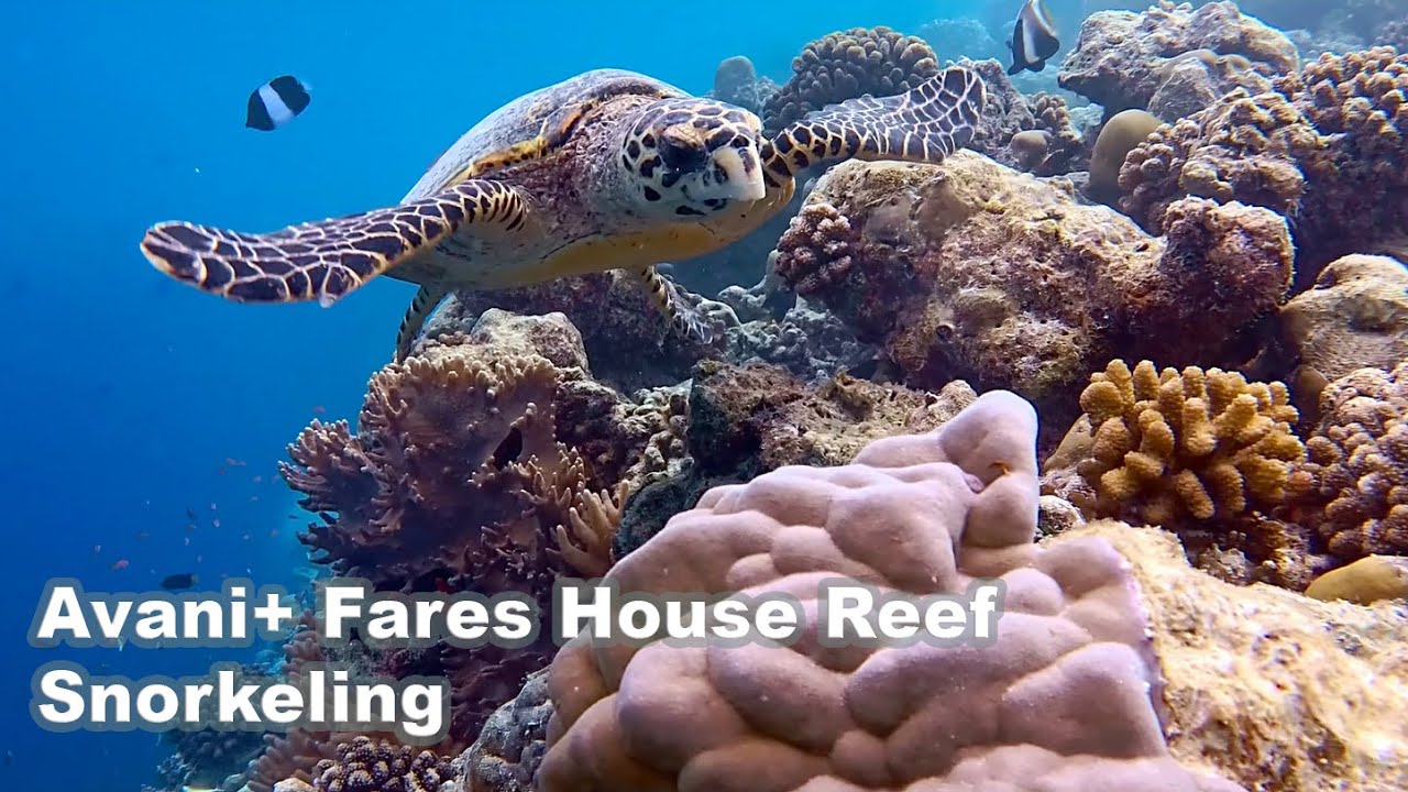 Snorkeling Avani+ Fares House Reef Maldives