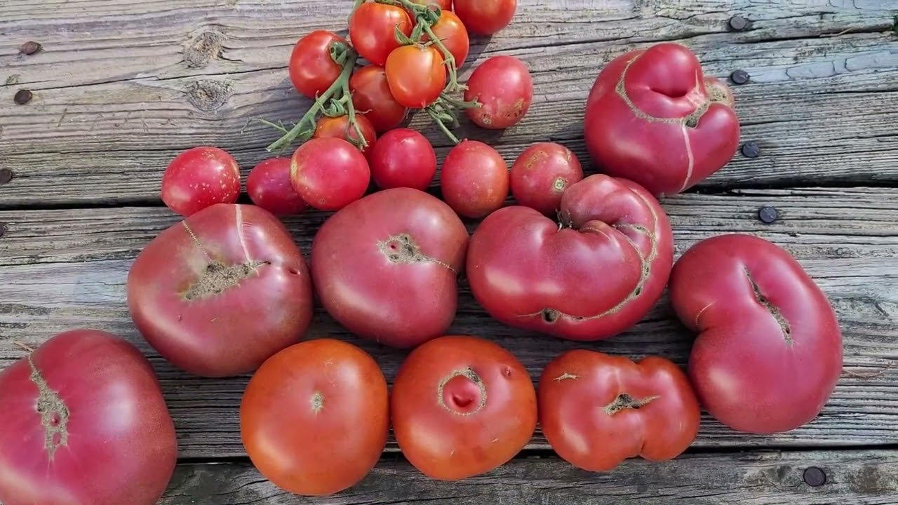 Purple Reign, Tasmanian Chocolate, Geranium Kiss, and Shimofuri Tomatoes