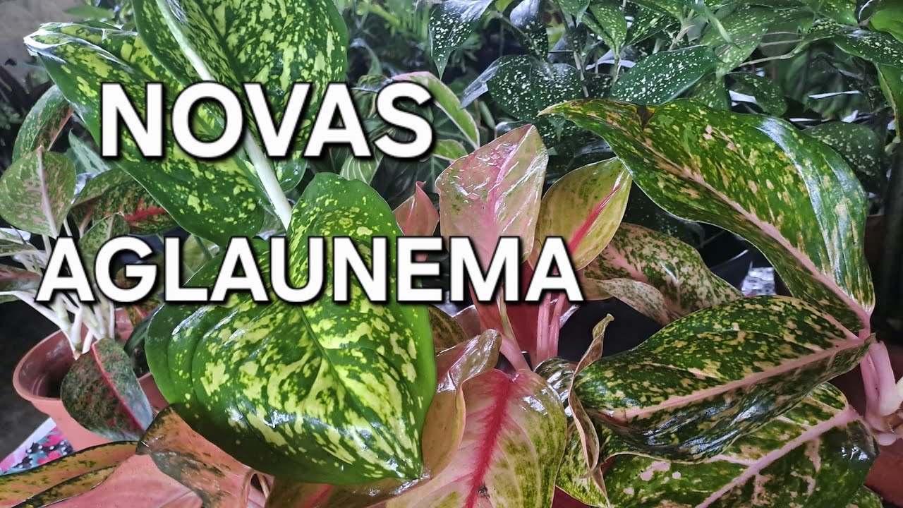 REFÚGIO VERDE E NOVAS  #ALGUANEMA  😍🤩🌱⚘️⚘️🌱