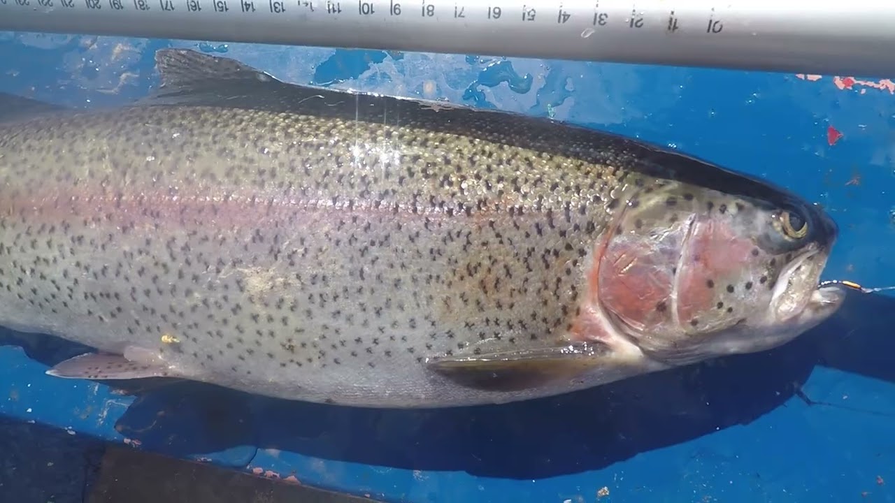 Trout on Epoxy Buzzers and GRHE- Kildary Angling Club 2025 - Part2