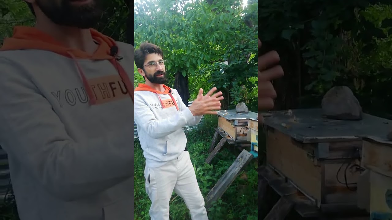 Kafkas Ana Arı Üretimi Şavşat