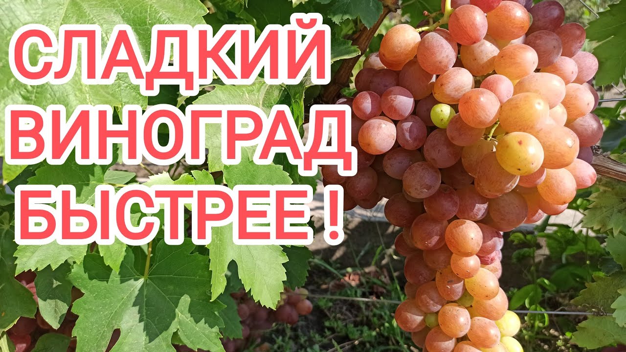 Как ускорить созревание винограда и сделать его слаще даже в холодное лето!