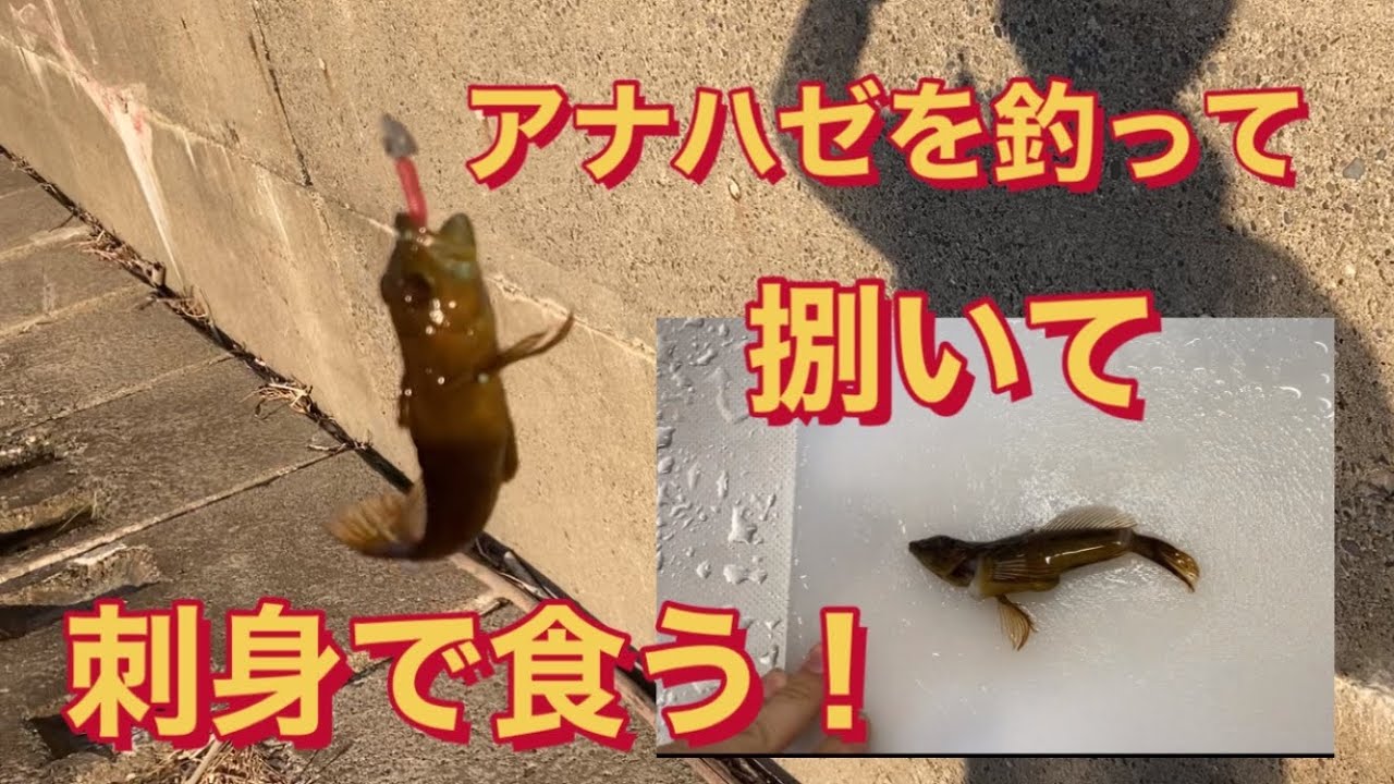 アナハゼを釣って捌いて刺身で食べてみた♪