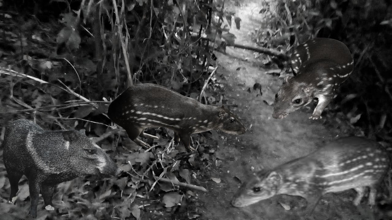 😱😮4 paca em 10 braças de varrida na palmeira de coco babaçu e flor da embaúba com lua clara!😱😮
