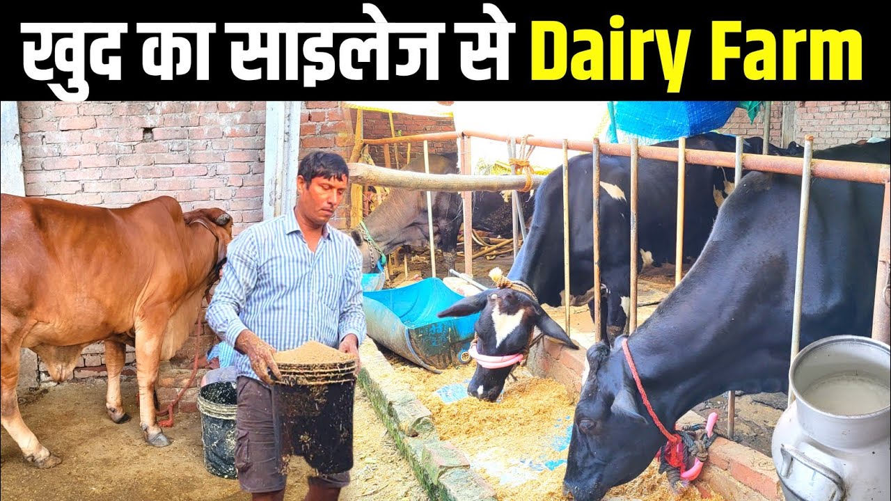 खुद का साइलेज से चलाते हैं Dairy Farm | Dairy Farming in india